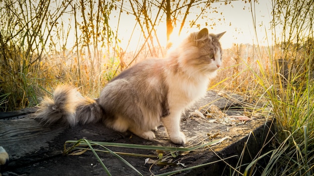 cat sitting on log at lake at sunrise