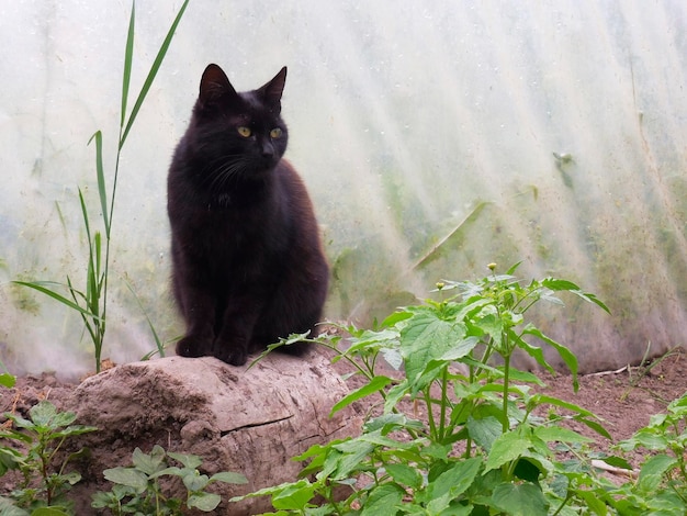 cat sitting on a log among plants in a greenhouse after a rainstorm