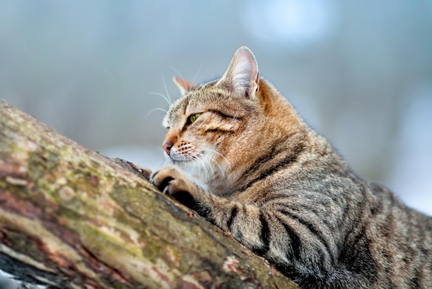 丸太の上に座っている猫