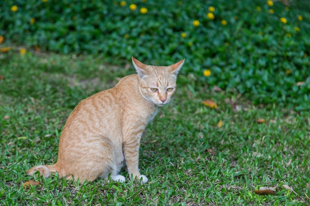 Cat sitting and look on green grass background