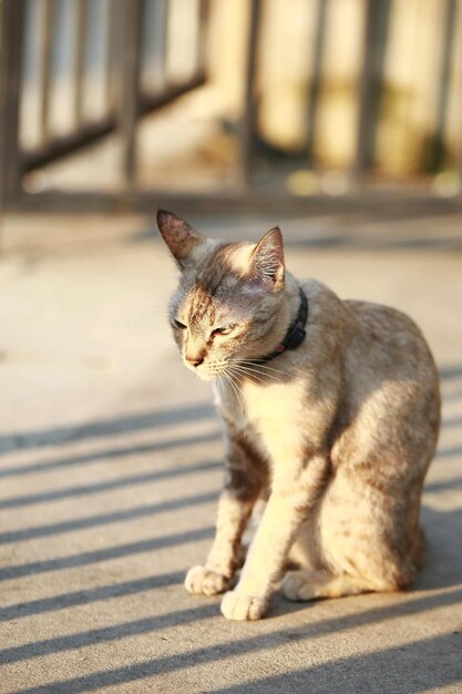 Cat sitting on a looking away