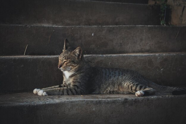 Photo cat sitting in a looking away