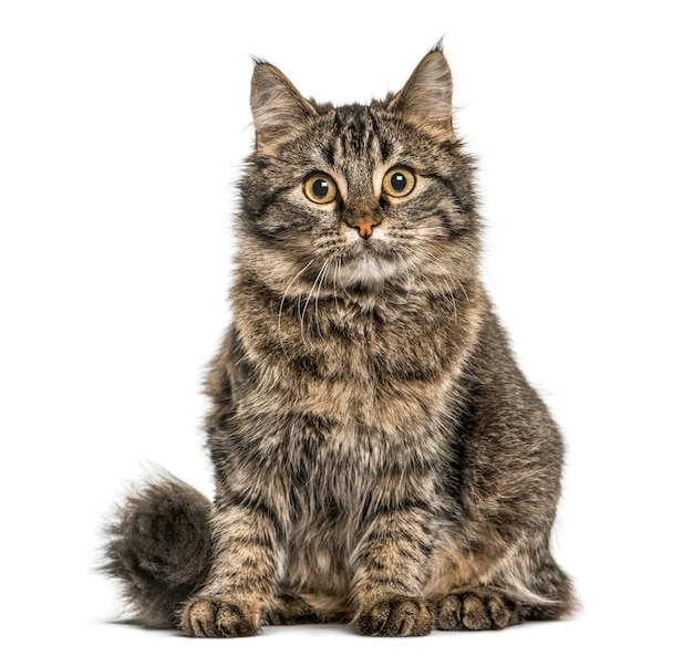 Cat sitting and looking at the camera, isolated on white