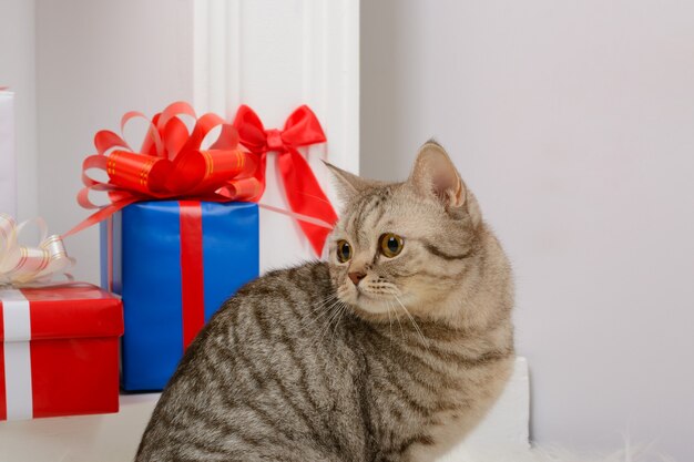 Cat sitting near Christmas presents