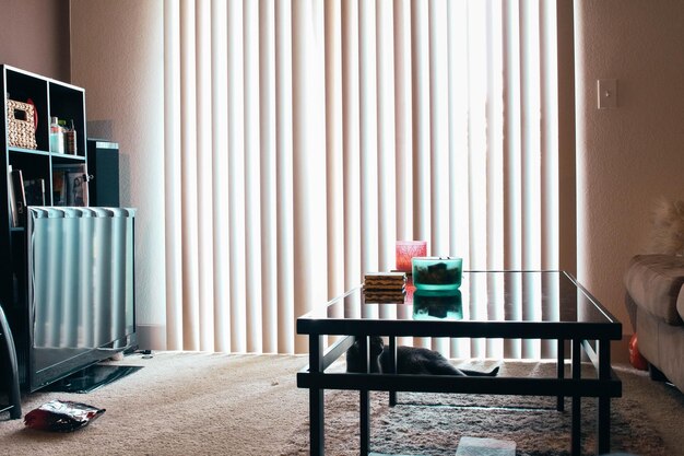 Photo cat sitting nicely in apartment