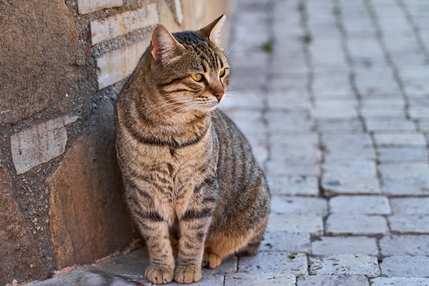 Кошка сидит на старой кирпичной улице