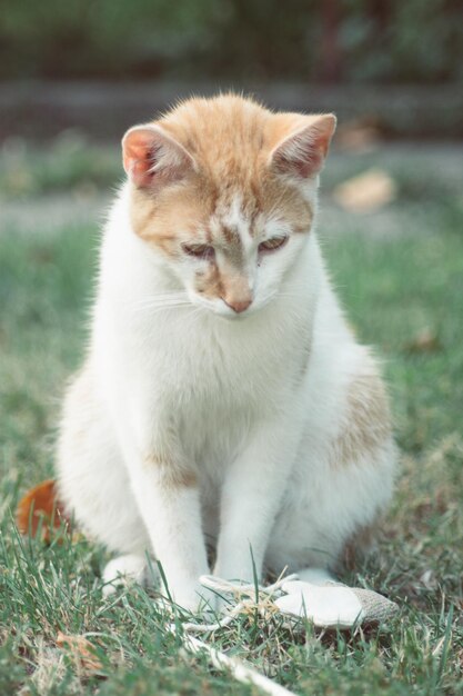 写真 野原に座っている猫