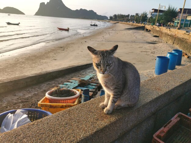 사진 땅 위 에 앉아 있는 고양이