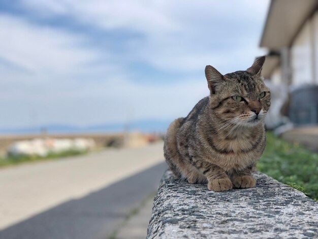 사진 길 위 에 앉아 있는 고양이