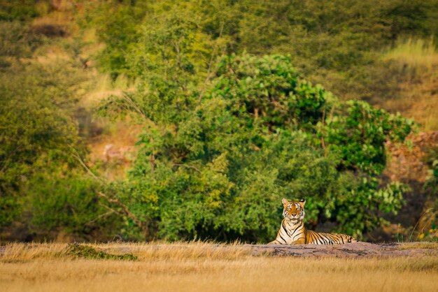 写真 木の上に座っている猫