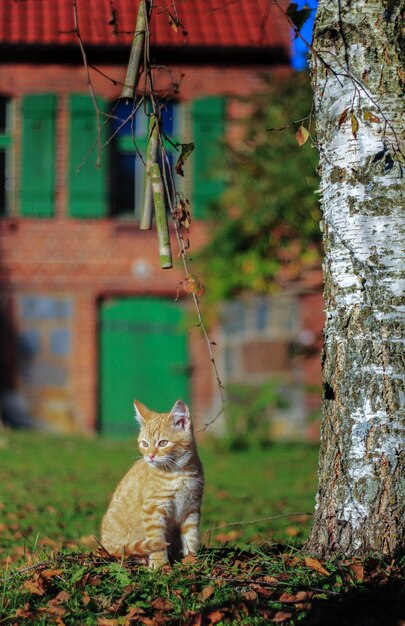 写真 木の上に座っている猫