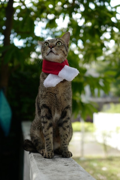 写真 木の上に座っている猫