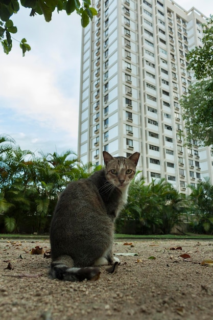 Фото Кошка сидит на поле.