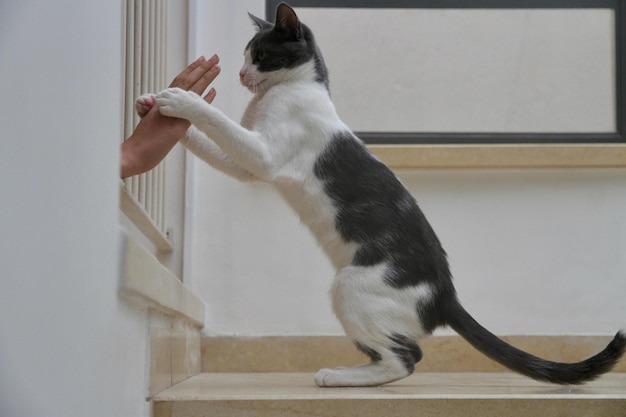 写真 床に座っている猫