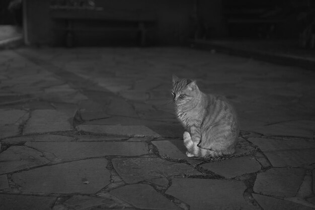 사진 바닥에 앉아 있는 고양이