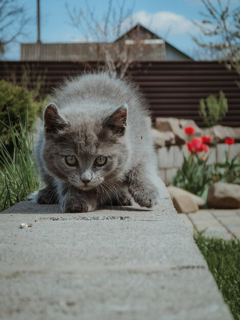 Фото Кошка, сидящая на тропинке.