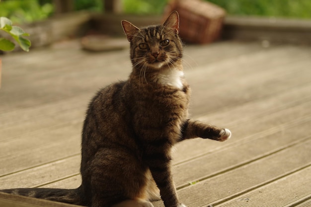 写真 歩道に座っている猫