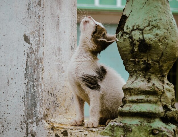 사진 벽 위 에 앉아 있는 고양이