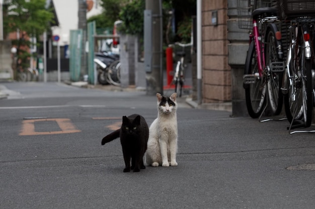 写真 路上に座っている猫