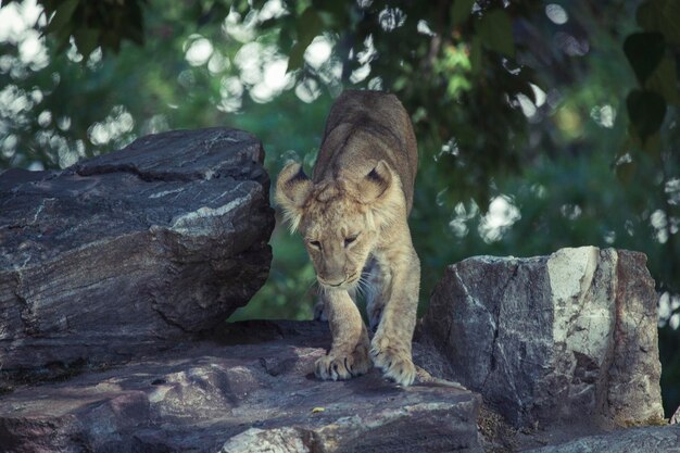 写真 岩の上に座っている猫