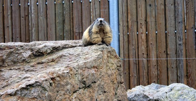 写真 岩の上に座っている猫