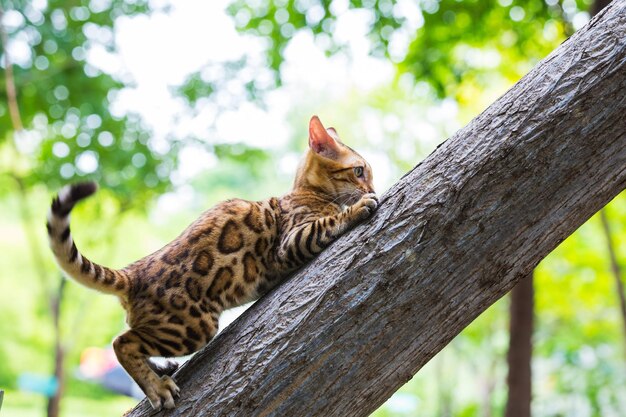 写真 木の幹に座っている猫