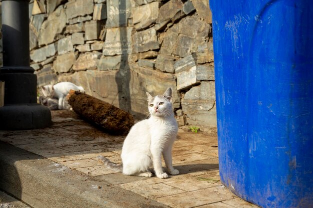 사진 벽에 앉아 있는 고양이