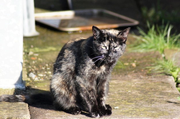 写真 外に座っている猫