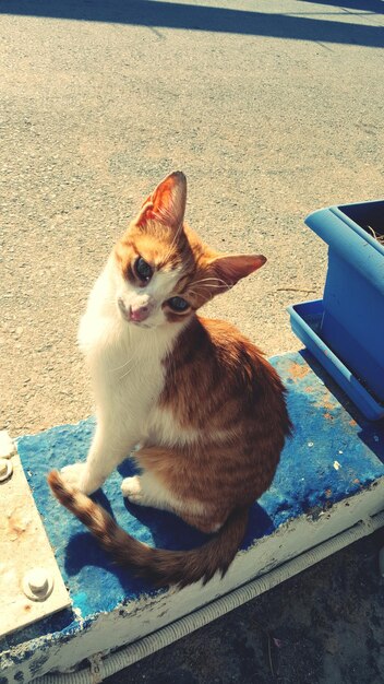 Photo cat sitting outdoors