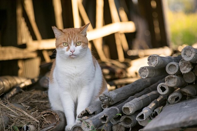 Cat sitting outdoors