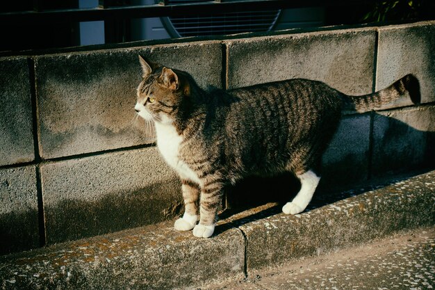 밖에서 앉아 있는 고양이