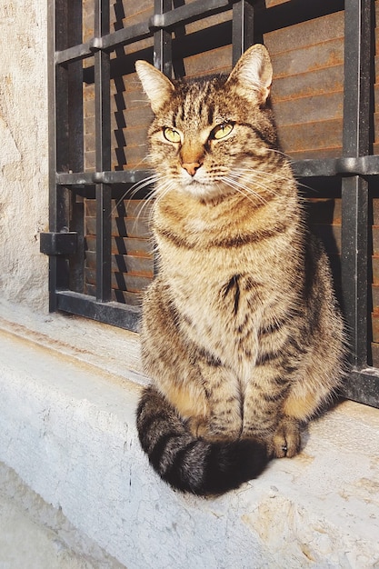 太陽の下で古い家の外に座っている猫、垂直ショット