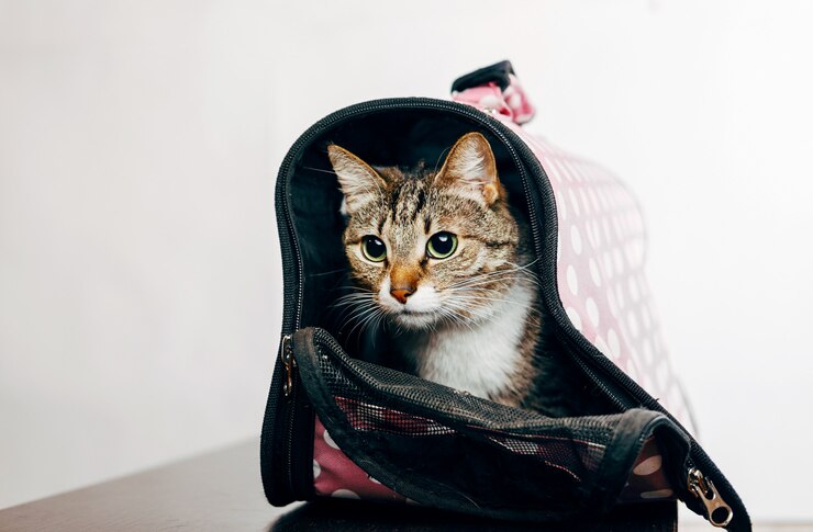 애완 동물 캐리어에 앉아 고양이