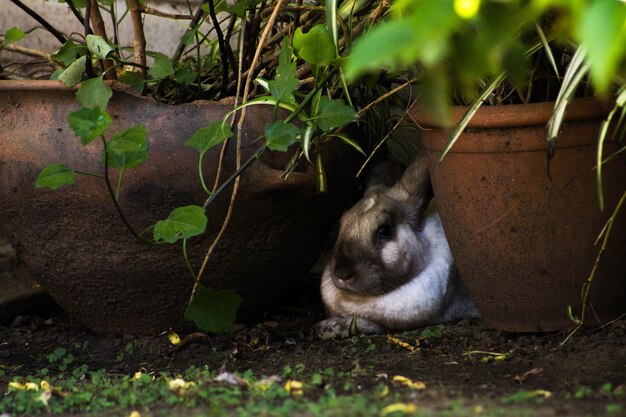 Photo cat sitting in a plant