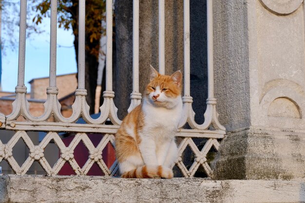 建物の反対側のレールに座っている猫