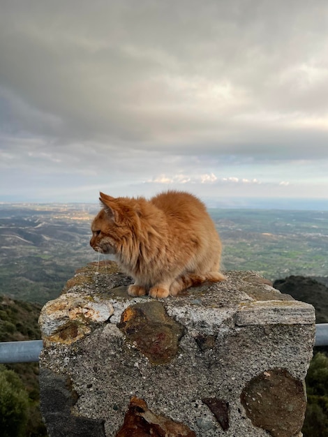 하늘을 배경으로 바위 위에 앉아있는 고양이