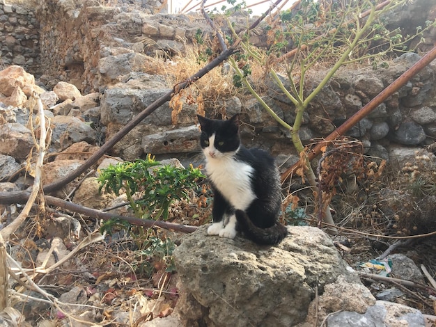 Foto gatto seduto su una roccia