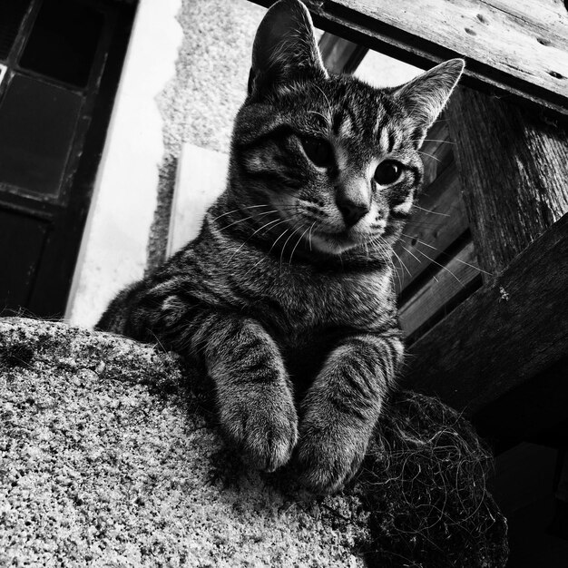 Cat sitting on rock