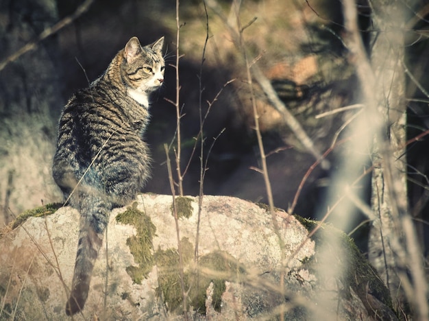 Foto gatto seduto su una roccia