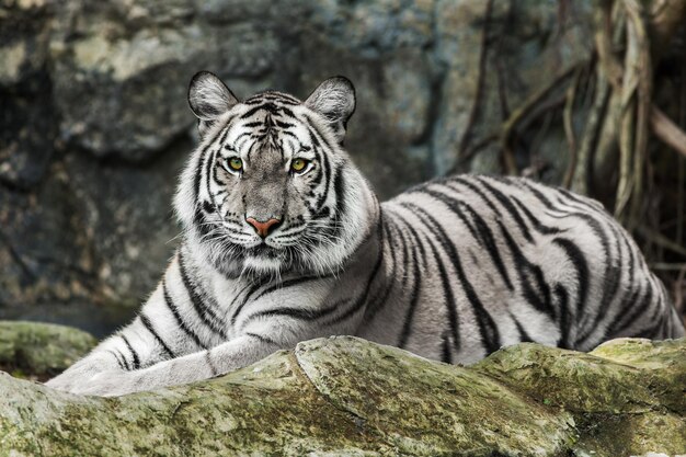 Photo cat sitting on rock