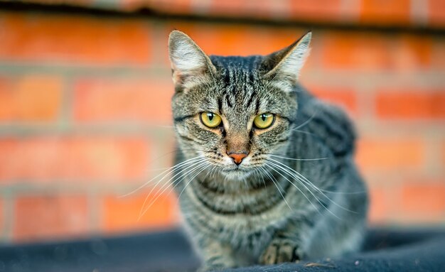 Cat sitting on the roof