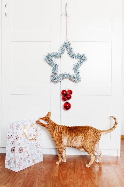 Photo cat sitting in the room, star for the new year and christmas, home decoration for the holiday, gift bag