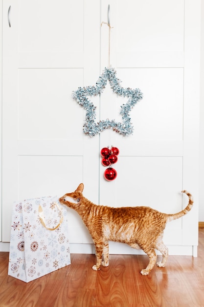 Cat sitting in the room, star for the new year and Christmas, home decoration for the holiday, gift bag