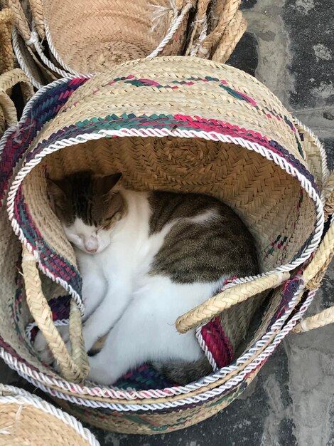 Cat sitting on rope