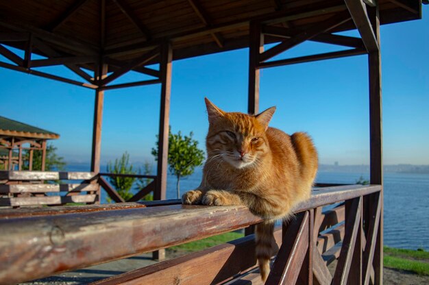 Cat sitting on seat against clear sky