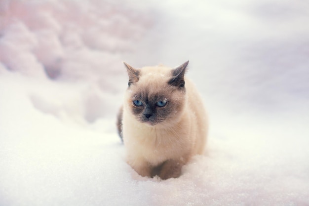 雪の上に座る猫