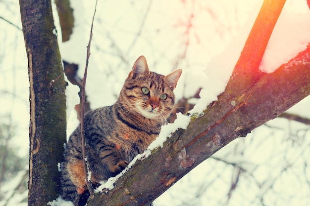 Кошка сидит на заснеженном дереве