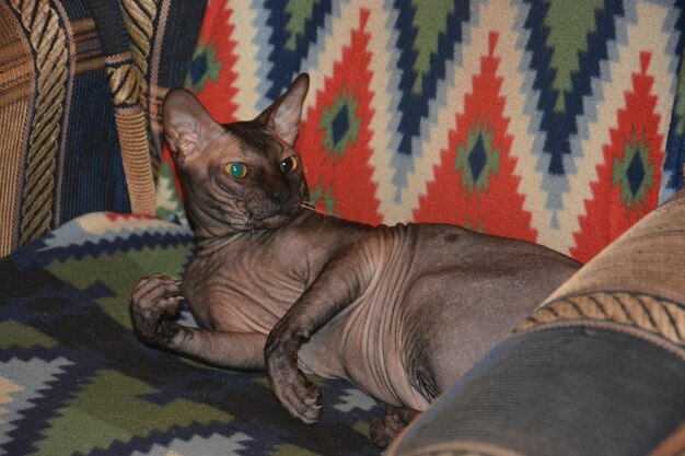 Photo cat sitting on sofa