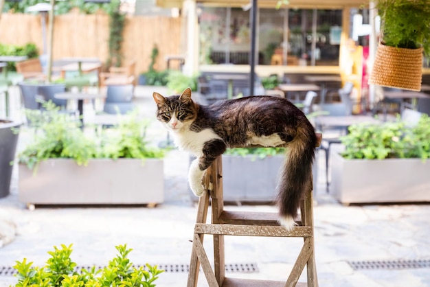 屋外の階段に座っている猫