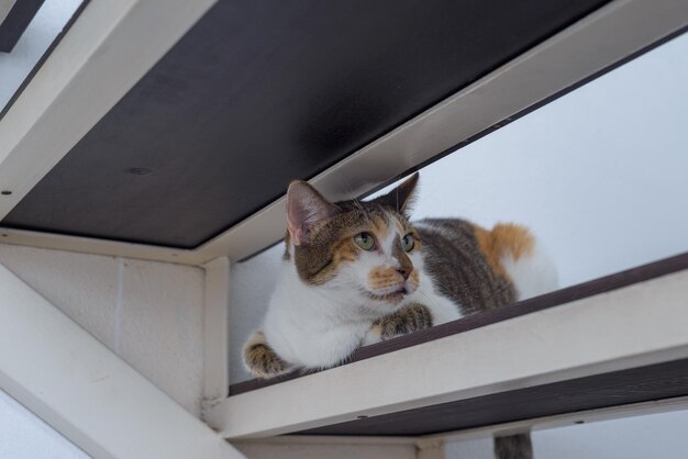 屋内登山の階段に座っている猫